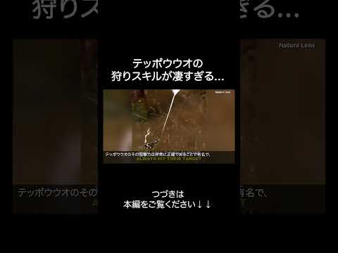 テッポウウオが賢すぎる サムネイル