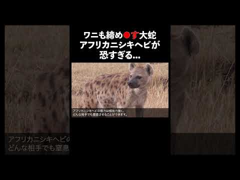 アフリカニシキヘビ #蛇 #生態解説 #雑学 サムネイル