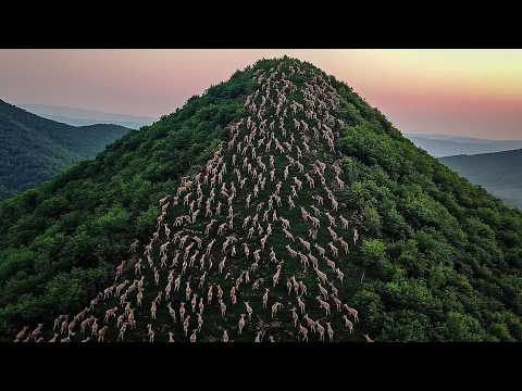 島に置き去りにされた数千頭の羊...その後の展開に、誰もが言葉を失った サムネイル