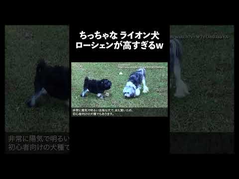 ローシェン 犬 生態解説 雑学 サムネイル