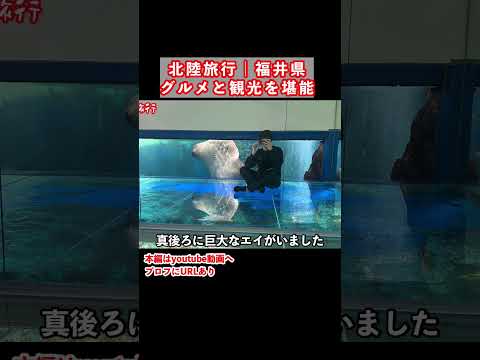 【福井旅行】福井県のグルメと観光スポットを巡る2泊3日が最高すぎた 福井県 福井旅行 福井観光 サムネイル