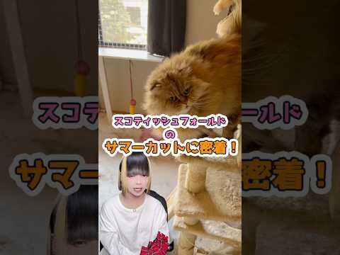 【激変】ピアス系YouTubeの愛猫のサマーカット！ねこ スコティッシュフォールド 毛玉 サムネイル