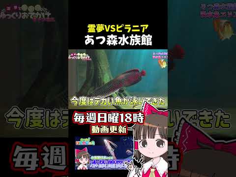 VSピラニア サムネイル