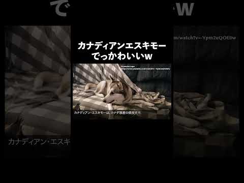カナディアンエスキモー 犬 生態解説 雑学 サムネイル