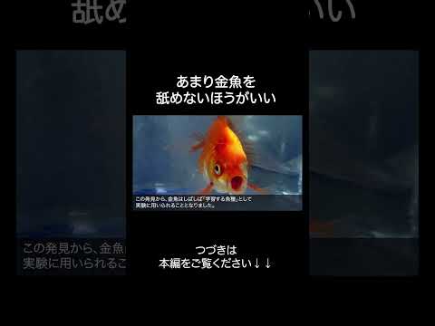 金魚が賢すぎる サムネイル
