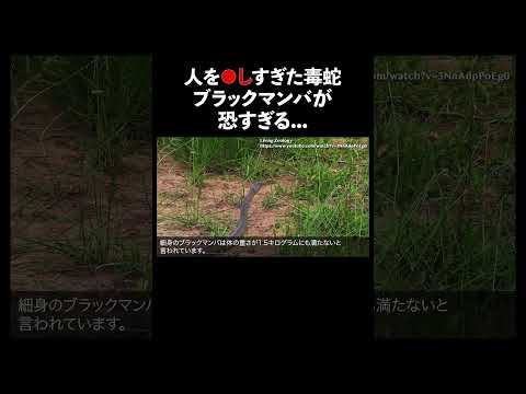 ブラックマンバ #蛇 #生態解説 #雑学 サムネイル