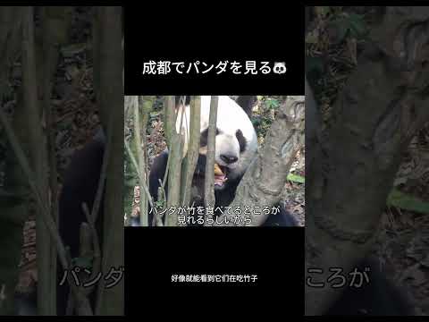 成都のパンダ🐼 サムネイル