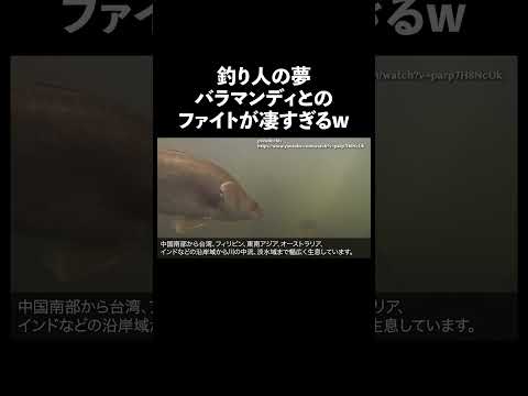 バラマンディ 怪魚 生態解説 雑学 サムネイル