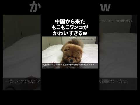 チャウチャウ 犬 生態解説 雑学 サムネイル
